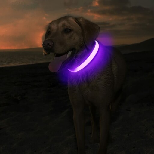 MASBRILL Collier Lumineux Chien