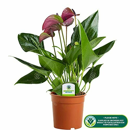 Anthurium Tropical Purple Flamingo