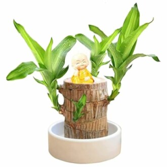 Plante de bambou avec figurine de moine souriant.