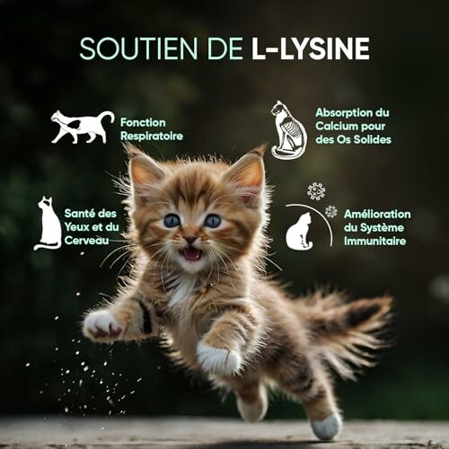 L-Lysine pour Chat en Poudre