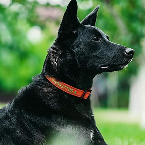 TagME Collier D'identification pour Chien