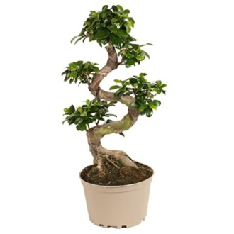 Bonsaï Ficus Ginseng en S