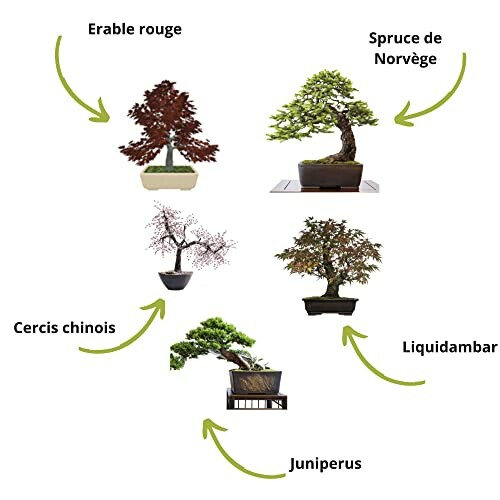 Différents types de bonsaïs avec légendes.