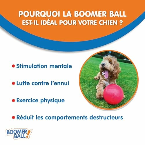 Avantages de la Boomer Ball pour les chiens