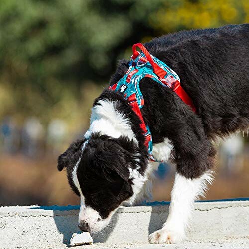 Chien border collie reniflant quelque chose.