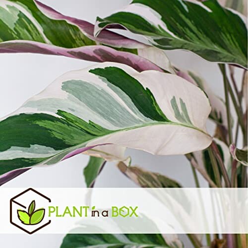 Gros plan sur les feuilles de Calathea avec des motifs verts et blancs