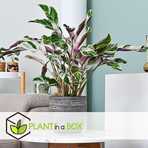 Plante Calathea dans un pot décoratif