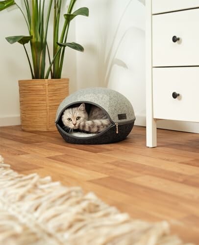 Chat gris dans un lit pour animaux sous une plante