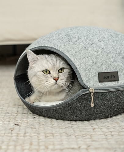 Chat gris dans un lit pour animaux confortable.