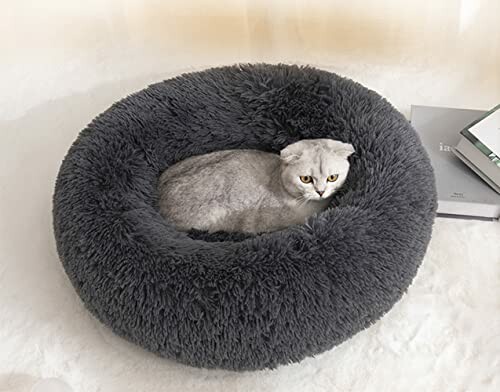 Chat gris couché dans un lit douillet rond.