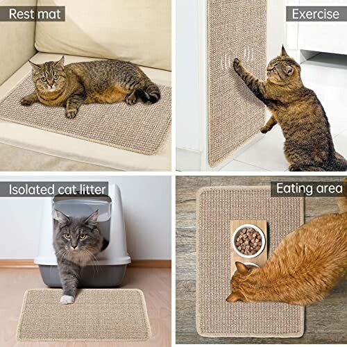 Chat utilisant un tapis pour différentes activités