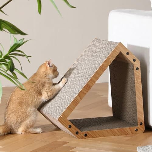 Chat jouant avec un grattoir triangulaire en bois.