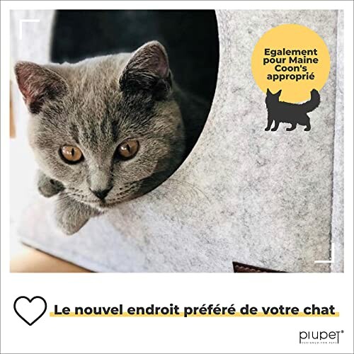 Chat gris dans une cachette confortable.