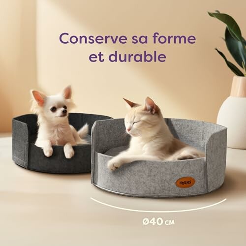 Chat et chien dans des paniers confortables.