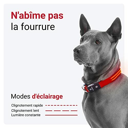 Chien portant un collier lumineux avec différents modes d'éclairage.