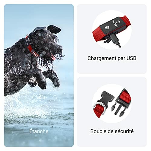 Chien noir sautant dans l'eau avec collier rouge étanche.