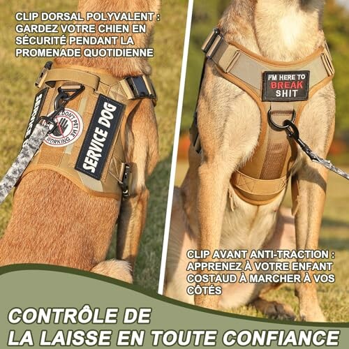 Deux chiens portant des harnais de service avec inscriptions.