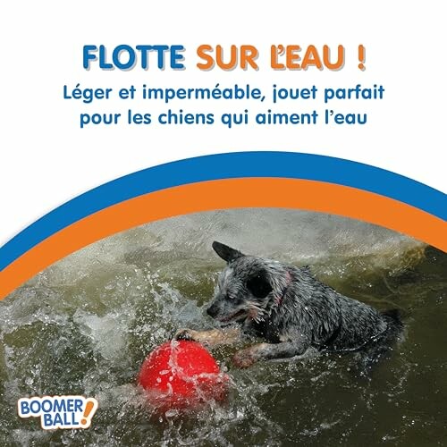 Chien jouant avec un jouet flottant dans l'eau.