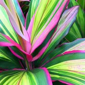 Feuilles tropicales colorées avec des nuances de rose et vert.