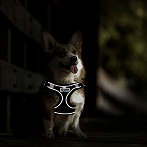 Un corgi portant un harnais réfléchissant