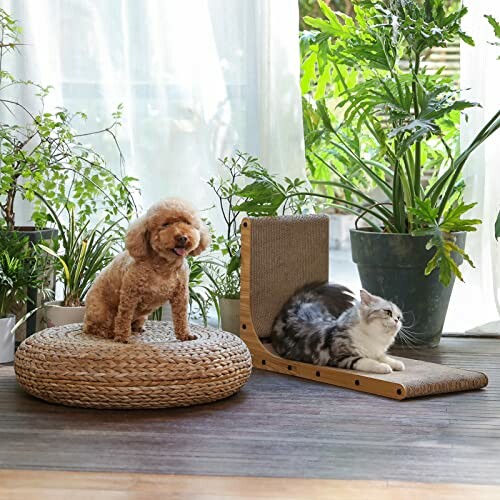 Un chien et un chat se détendent parmi des plantes d'intérieur.