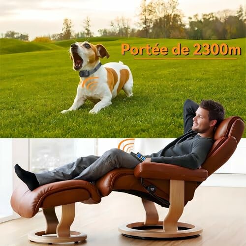 Chien aboyant dans un champ, homme relaxant dans un fauteuil