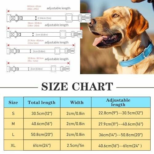 Tableau des tailles pour colliers de chien avec illustration