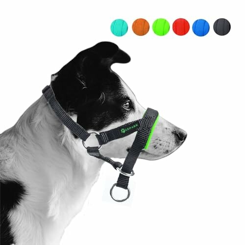 Chien portant un collier de tête avec différentes couleurs affichées