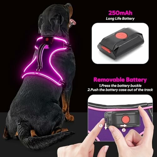 Chien portant un harnais lumineux avec batterie amovible.