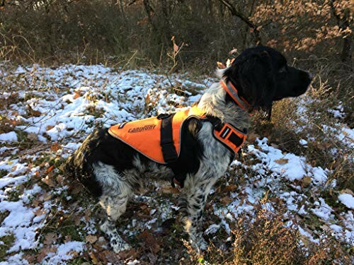 Chien avec un gilet orange dans une forêt enneigée.