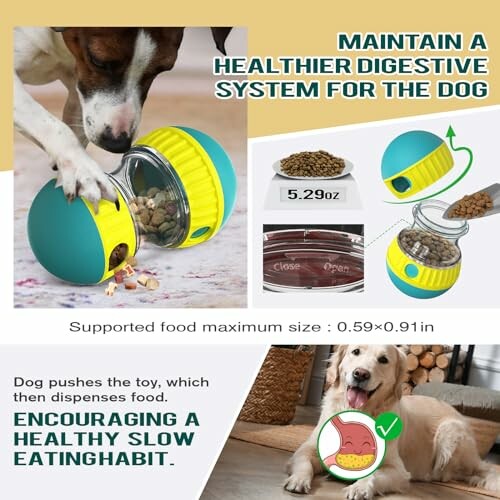 Chien utilisant un jouet distributeur de nourriture pour une digestion saine.