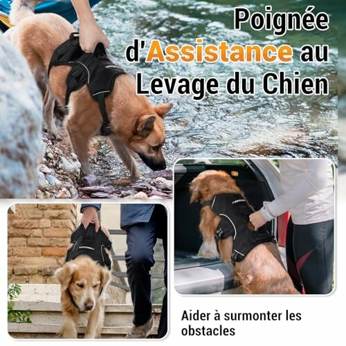 Poignée d'assistance pour chien en randonnée et voiture.