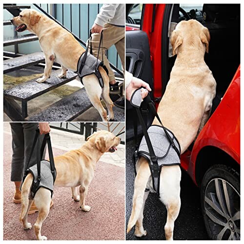 Chien utilisant un harnais de levage pour monter dans une voiture.