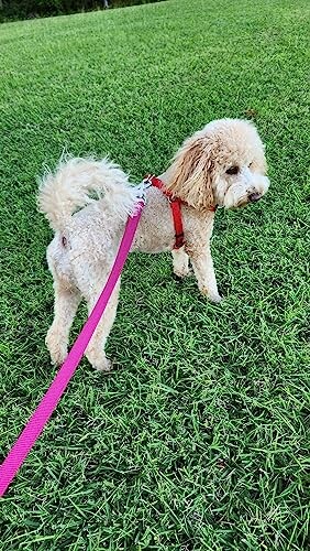 Chien beige en laisse rose sur l'herbe verte.