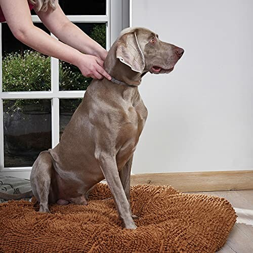 Chien assis sur un tapis moelleux avec une personne.