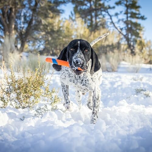 Chien jouant dans la neige avec un jouet.