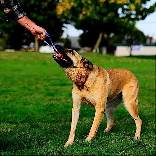 Chien jouant à tirer sur une corde dans un parc