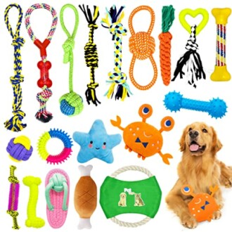 Jouets colorés pour chien avec un golden retriever.