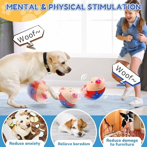 Chien jouant avec des jouets interactifs pour stimulation mentale et physique.