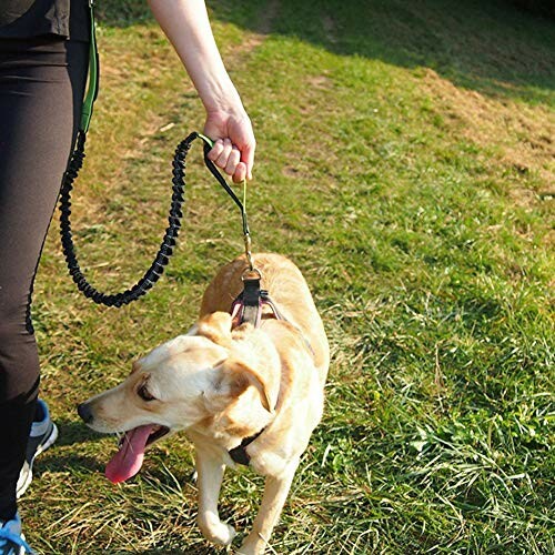 Personne promenant un chien en laisse sur l'herbe