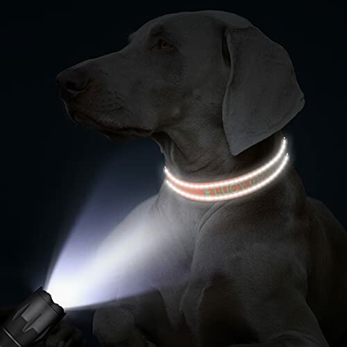 Chien portant un collier lumineux la nuit