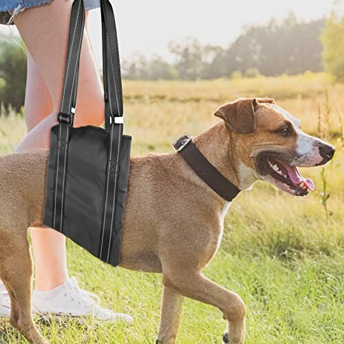 Chien portant un sac à bandoulière en promenade