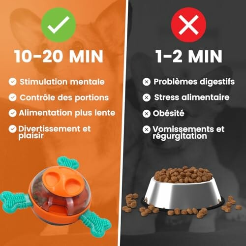 Comparaison du temps d'alimentation des chiens avec différents bols.