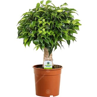 Ficus Green Kinky