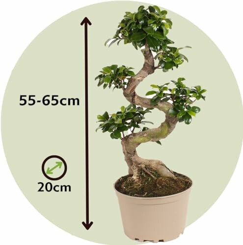 Bonsaï Ficus avec dimensions indiquées