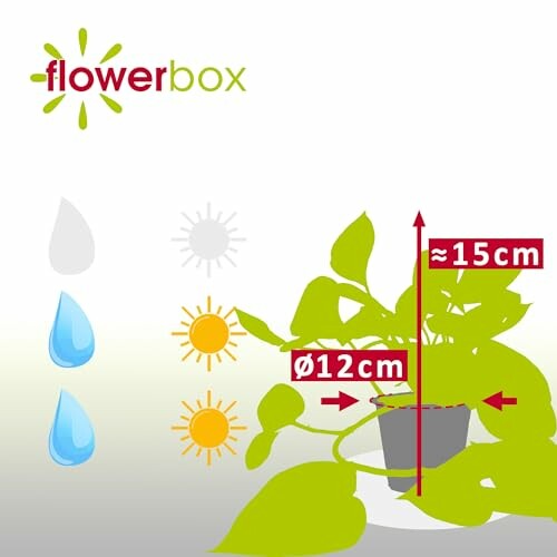 Instructions d'entretien des plantes avec dimensions et icônes météo.