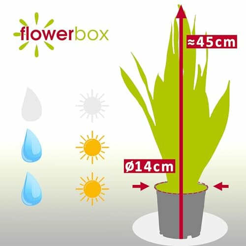 Guide d'entretien des plantes avec dimensions et besoins en lumière et eau