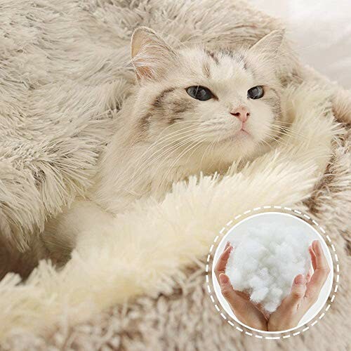 Chat blanc pelucheux enveloppé dans une couverture