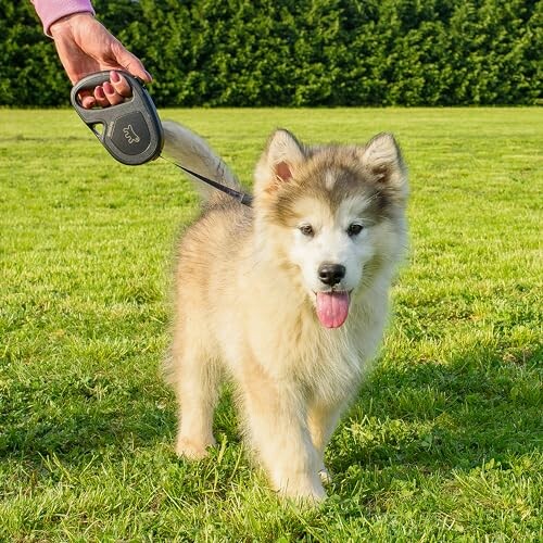 Un chiot moelleux en laisse sur l'herbe.