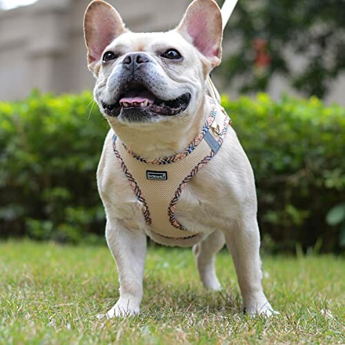 Bouledogue français marchant sur l'herbe